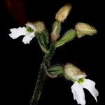 Cheirostylis montana Λουλούδι