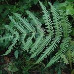 Pteris linearis Leaf