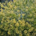 Isatis tinctoria Fleur