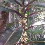 Myrsine grandifolia Flor