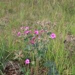 Geranium viscosissimum Muu