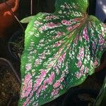 Caladium bicolorLeaf