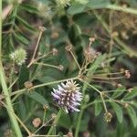 Glycyrrhiza echinata Flower