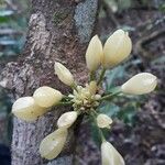 Oxera subverticillata Blomma
