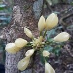 Oxera subverticillata Flor