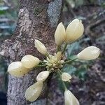 Oxera subverticillata Flower