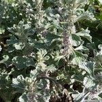 Marrubium alysson Hoja