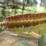 Bulbophyllum maximum Flower