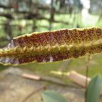 Bulbophyllum maximum Virág