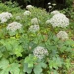 Heracleum ligusticifolium