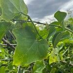 Coccinia grandis Leaf