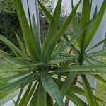 Yucca aloifolia Folla