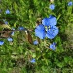 Commelina coelestis عادت داشتن