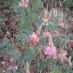 Onobrychis viciifolia Staniste