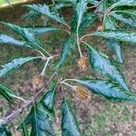 Quercus castaneifolia Leaf