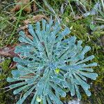 Saxifraga longifolia Leaf