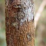 Erythroxylum laurifolium Bark