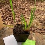Iris versicolor Lapas
