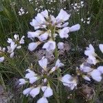 Cardamine pratensisFlower