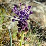 Muscari matritense Flower