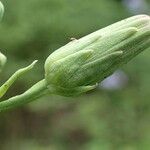 Lactuca plumieri Плод