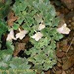 Asarina procumbens Habitus