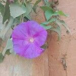 Ipomoea indica Blomst