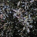 Pittosporum tenuifolium Habitus