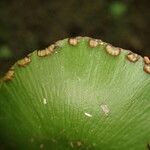 Adiantum reniforme Frukto