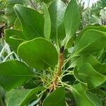 Protea cynaroides Blatt