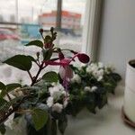 Fuchsia × standishii Blomst