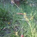 Carex flava Λουλούδι