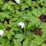 Anemone nemorosa Flower