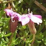 Silene acaulis Flower