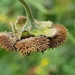Cynoglossum amplifolium Frucht