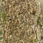 Acer campestre Bark