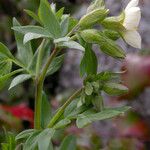 Polemonium carneum Fiore