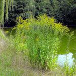 Solidago canadensis Hábito