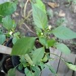 Capsicum frutescens ഫലം