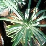 Dudleya edulis Yaprak