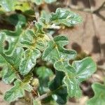 Solanum euacanthum Leaf
