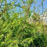 Vachellia farnesiana Tervik taim