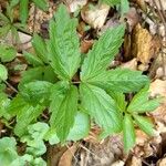 Cardamine heptaphylla Лист