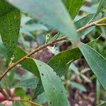 Hakea salicifolia Blüte