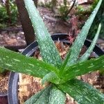 Aloe camperi Hostoa