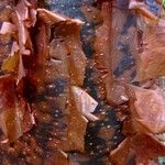Bursera simaruba പുറംതൊലി