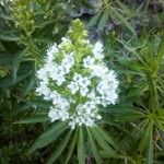 Echium callithyrsum Flower