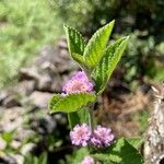 Lippia alba Fiore