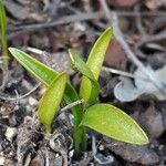 Ophioglossum lusitanicum Foglia