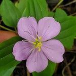 Dissotis rotundifolia Fleur